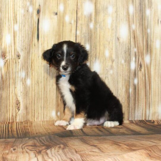 Australian Shepherd DOG Male Black / Tan 4206 Petland Pensacola, Florida