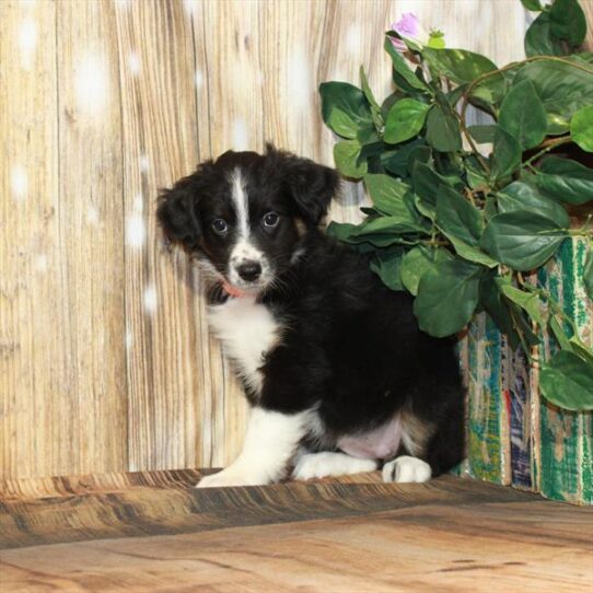 Australian Shepherd DOG Female Black / Tan 4207 Petland Pensacola, Florida