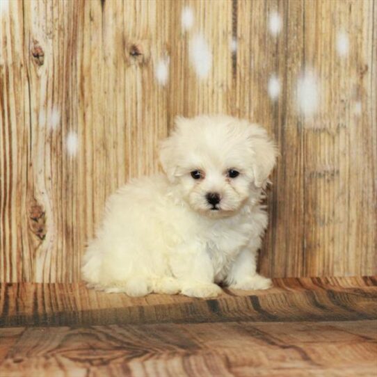 Bichon-Poodle DOG Male White 4208 Petland Pensacola, Florida