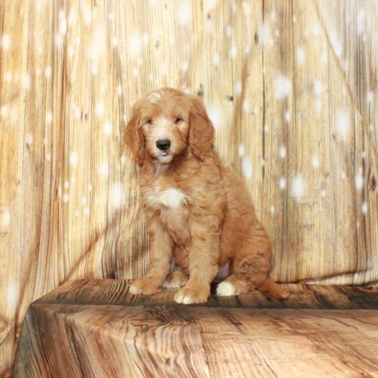 Goldendoodle DOG Male Golden 4209 Petland Pensacola, Florida