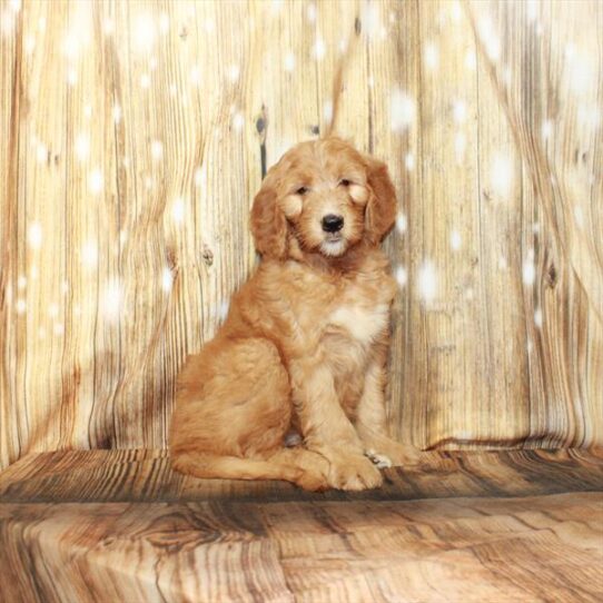 Goldendoodle DOG Female Golden 4210 Petland Pensacola, Florida