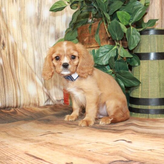 Cavalier King Charles Spaniel DOG Male Ruby 4211 Petland Pensacola, Florida