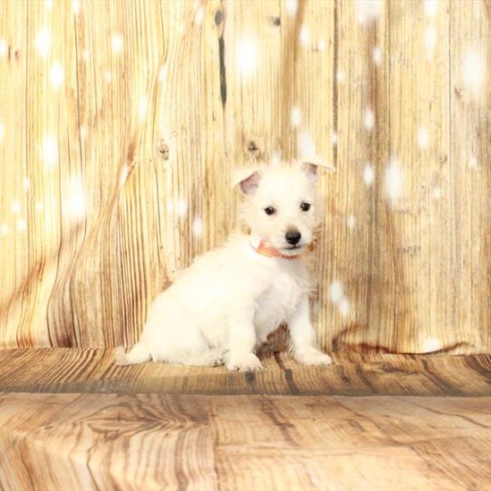 West Highland White Terrier DOG Female White 4212 Petland Pensacola, Florida