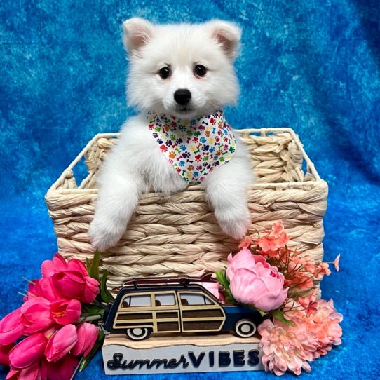 American Eskimo Dog DOG Female white 4223 Petland Pensacola, Florida