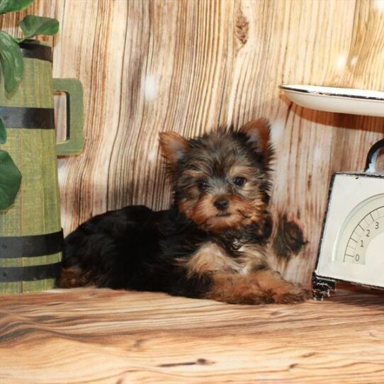 Yorkie DOG Male Black / Tan 4242 Petland Pensacola, Florida