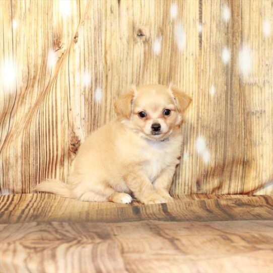 Chihuahua DOG Male Fawn 4243 Petland Pensacola, Florida