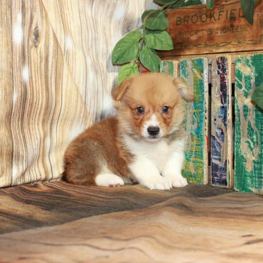 Pembroke Welsh Corgi DOG Male Red 4244 Petland Pensacola, Florida