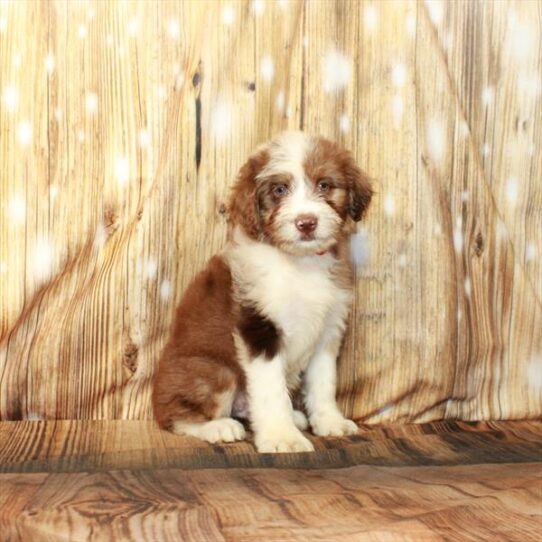 Aussiedoodle DOG Male Chocolate Merle 4245 Petland Pensacola, Florida