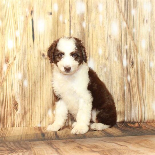 Aussiedoodle DOG Female Chocolate / Tan 4246 Petland Pensacola, Florida