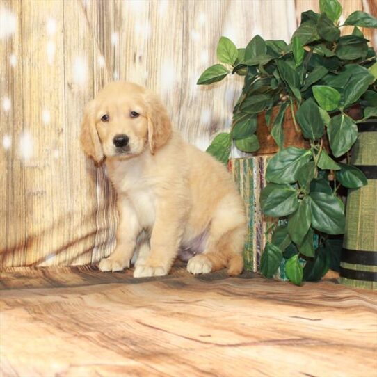 Golden Retriever DOG Male Golden 4247 Petland Pensacola, Florida