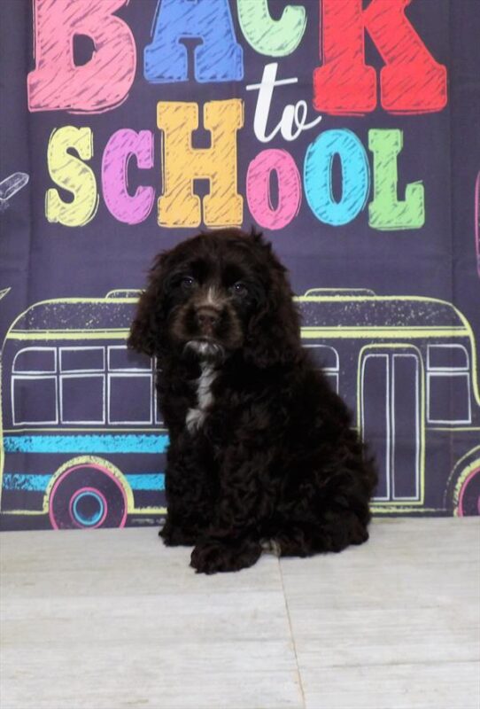 Cocker Spaniel DOG Male Chocolate / Cream 4248 Petland Pensacola, Florida