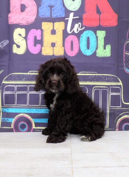 Cocker Spaniel DOG Female Chocolate 4249 Petland Pensacola, Florida