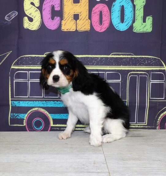 Cavalier King Charles Spaniel DOG Female Black White / Tan 4250 Petland Pensacola, Florida