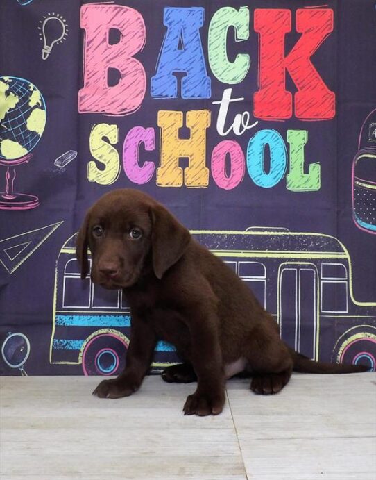 Labrador Retriever DOG Male Chocolate 4251 Petland Pensacola, Florida