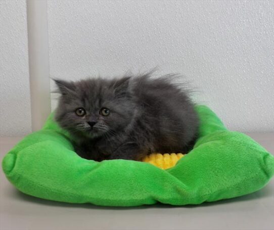 Persian KITTEN Male Blue Tabby 4252 Petland Pensacola, Florida