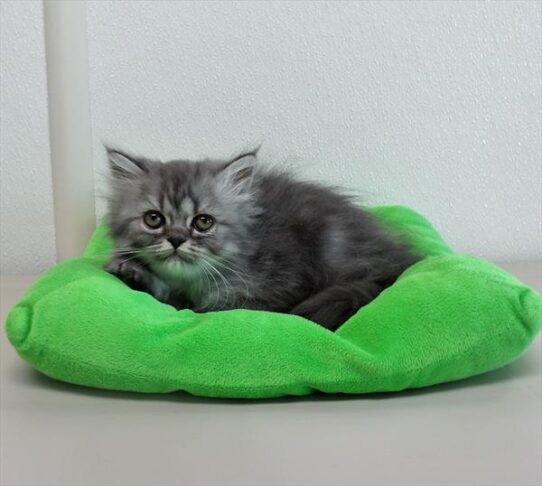 Persian KITTEN Male Blue Shaded Silver 4253 Petland Pensacola, Florida