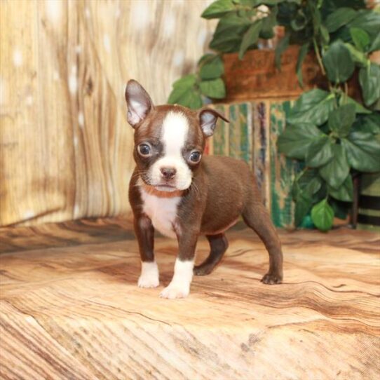 Boston Terrier DOG Female Red 4254 Petland Pensacola, Florida