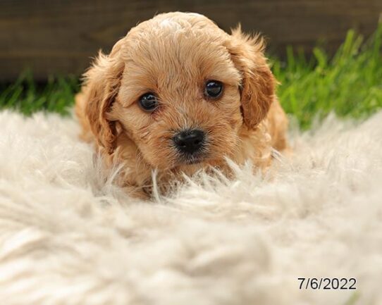 Cavapoo DOG Male Red 4255 Petland Pensacola, Florida