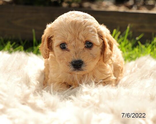 Cavapoo DOG Female Apricot 4256 Petland Pensacola, Florida