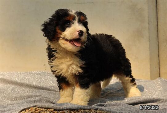 Bernedoodle DOG Male Tri-Colored 4257 Petland Pensacola, Florida