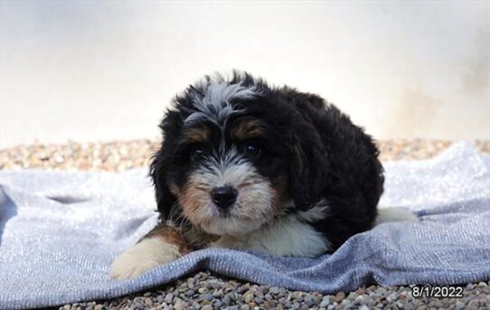 Bernedoodle DOG Female Black 4258 Petland Pensacola, Florida