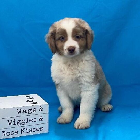 Miniature Australian Shepherd DOG Male Chocolate & Tan Merle 4193 Petland Pensacola, Florida