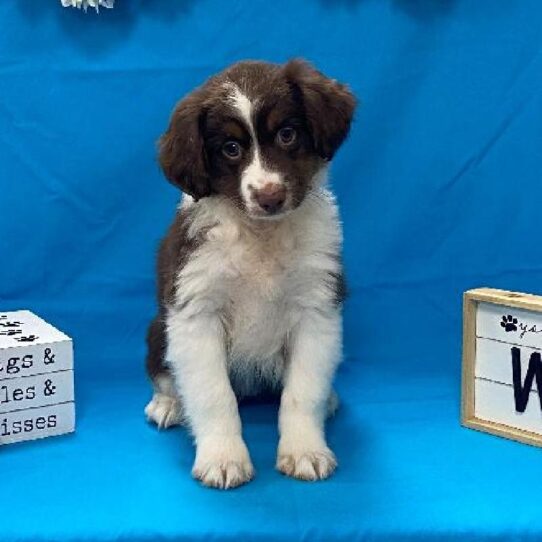 Miniature Australian Shepherd DOG Female Chocolate, White & Tan 4192 Petland Pensacola, Florida