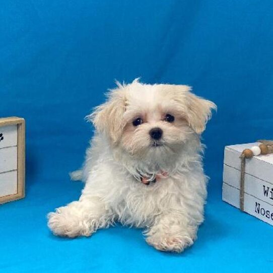 Maltese DOG Male White & Cream 4106 Petland Pensacola, Florida