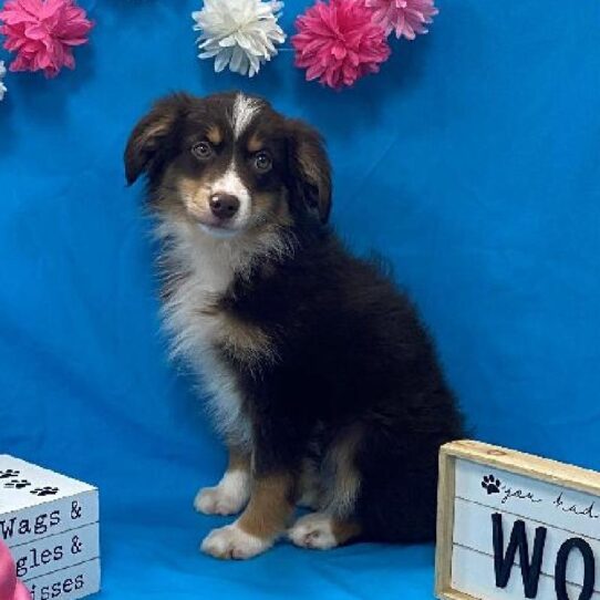 Australian Shepherd DOG Female Chocolate / Tan 4145 Petland Pensacola, Florida