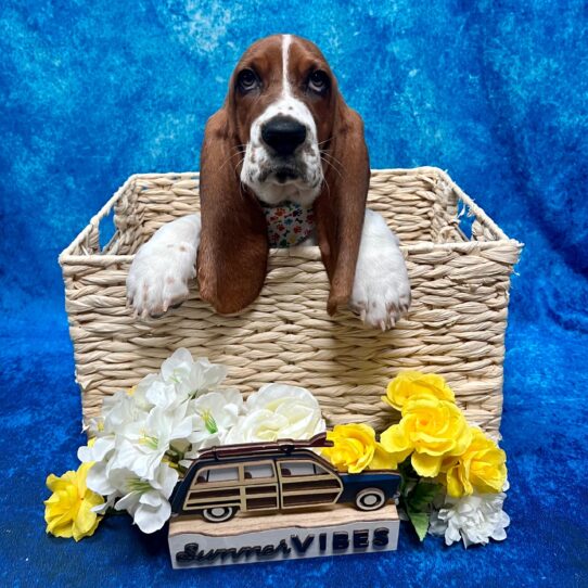 Basset Hound DOG Male Red / White 4180 Petland Pensacola, Florida