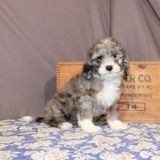 Goldendoodle 2 Gen-DOG-Female-Blue Merle-754-Petland Pensacola, Florida