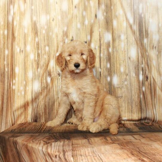 Goldendoodle DOG Male Light Golden 4294 Petland Pensacola, Florida