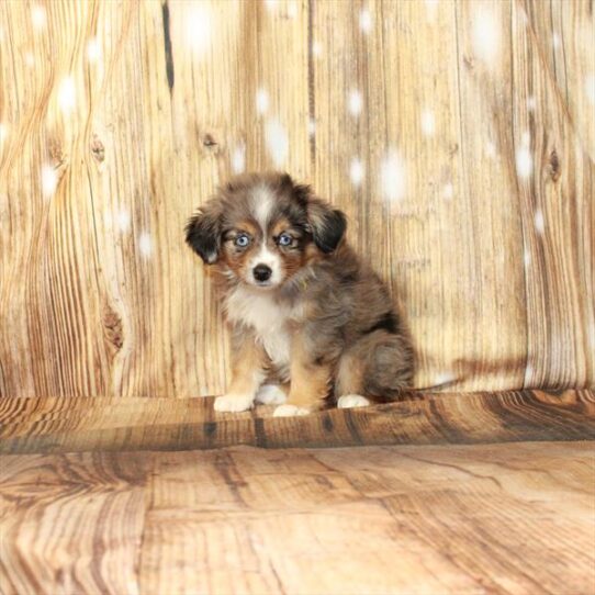 Australian Shepherd DOG Female Blue Merle / Tan 4295 Petland Pensacola, Florida