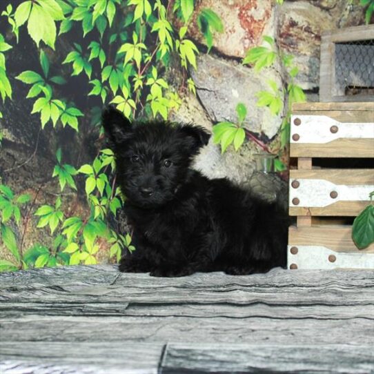 Scottish Terrier-DOG-Male-Black-4296-Petland Pensacola, Florida