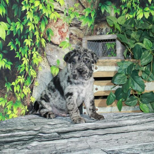 Ori Pei-DOG-Male-Blue Merle-4297-Petland Pensacola, Florida