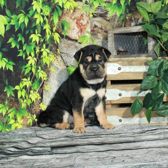 Ori Pei-DOG-Female-Black / Tan-4298-Petland Pensacola, Florida