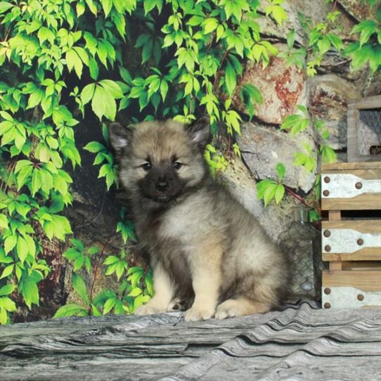 Keeshond DOG Male Silver / Black 4299 Petland Pensacola, Florida