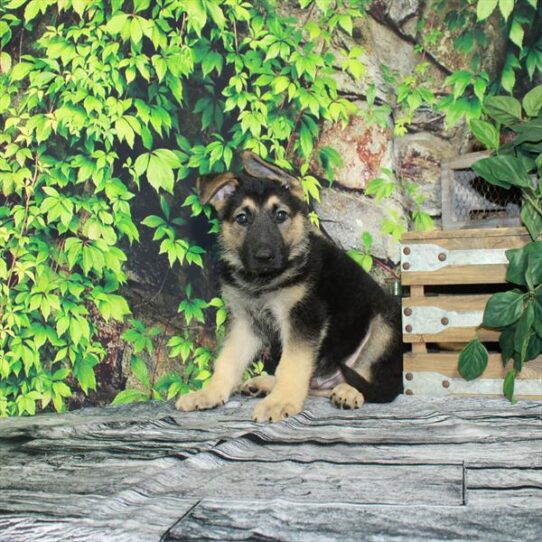 German Shepherd DOG Male Black / Tan 4300 Petland Pensacola, Florida