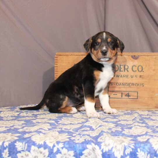 Catahoula-DOG-Male-Blue Merle-755-Petland Pensacola, Florida