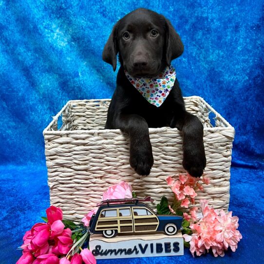 Labrador Retriever DOG Female Chocolate 4304 Petland Pensacola, Florida