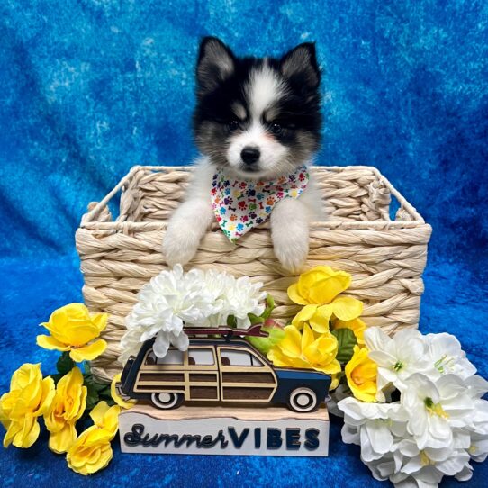 Pomsky 2nd Gen-DOG-Male-White / Black-4306-Petland Pensacola, Florida