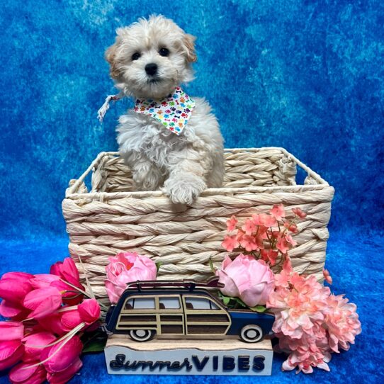 Maltipoo-DOG-Female-Cream-4324-Petland Pensacola, Florida