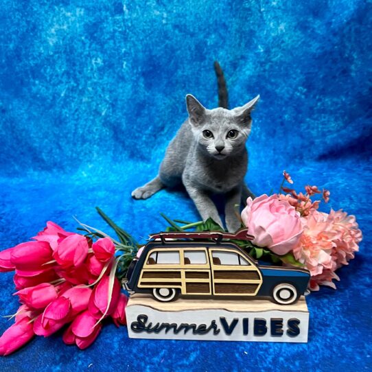 Russian Blue KITTEN Female Blue 4321 Petland Pensacola, Florida