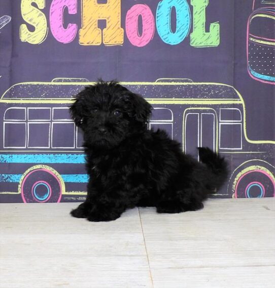 Havanese DOG Female Black 4341 Petland Pensacola, Florida