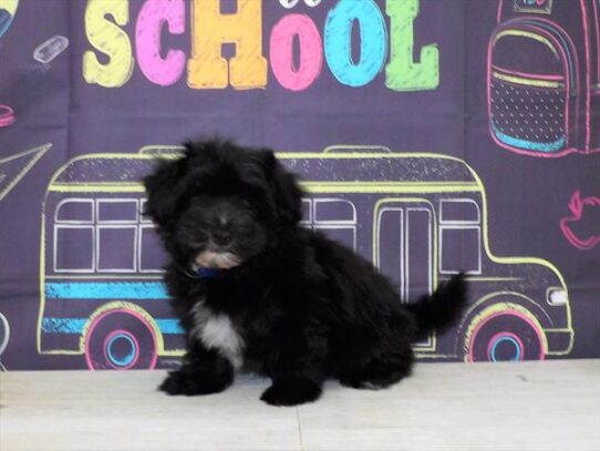 Havanese DOG Male Black 4342 Petland Pensacola, Florida