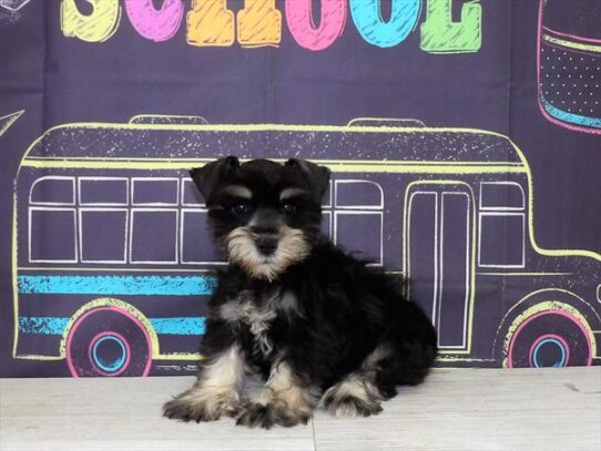 Mini Schnauzer DOG Male Black / Silver 4343 Petland Pensacola, Florida