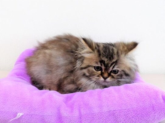 Persian KITTEN Female Shaded Golden 4344 Petland Pensacola, Florida