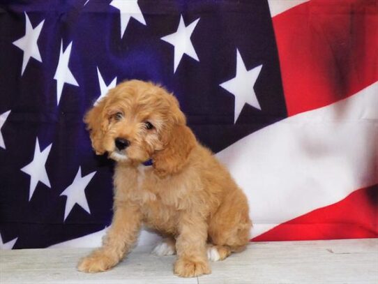 Cockapoo DOG Male Apricot 4345 Petland Pensacola, Florida