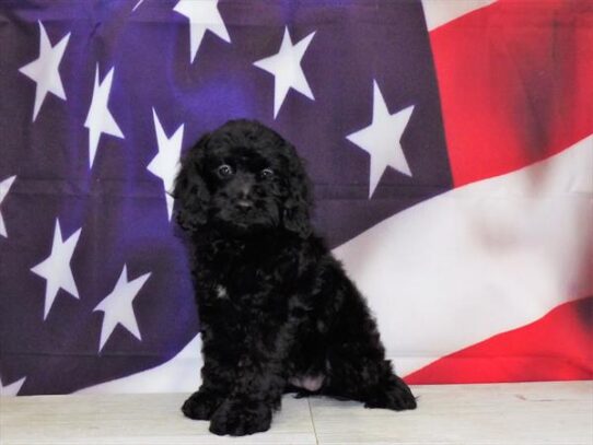 Cockapoo DOG Female Black 4346 Petland Pensacola, Florida