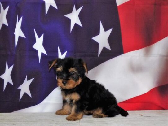 Yorkie-Poo DOG Male Black / Tan 4347 Petland Pensacola, Florida